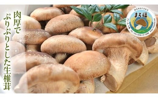 【 ファーム大畑 】お楽しみセット 米 お米 しいたけパウダー しいたけ 椎茸 まろ福しいたけ きくらげ [AK001ci]