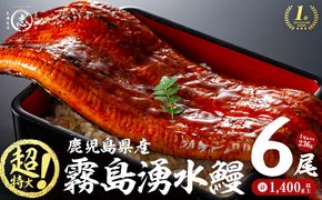【数量限定】超特大！鹿児島県産 山田水産の霧島湧水鰻(計1400g以上・236g以上×6尾) c5-039