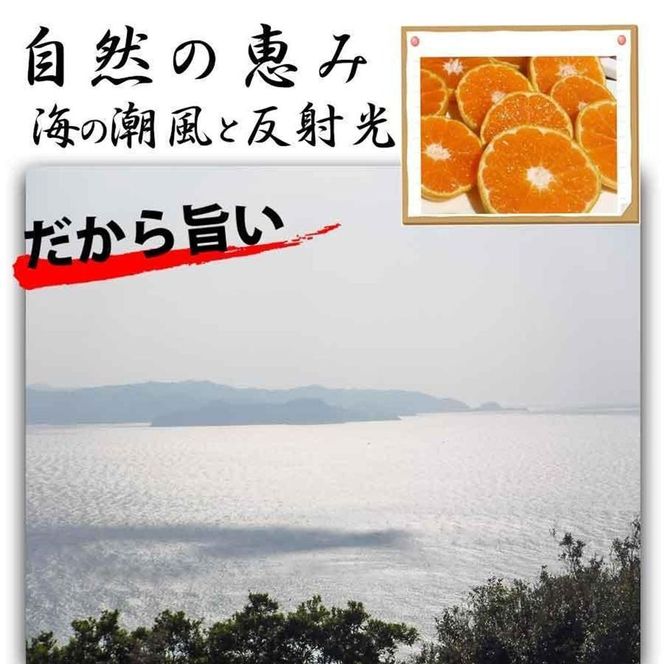 みかん の大トロ せとか 約5kg S～LLサイズ混合 訳あり ブランド 和歌山 有田みかん 農家直送 オレンジ フルーツ 果物 CE059