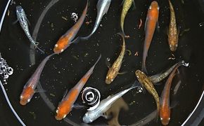 選べる３コース（24匹または30匹）改良メダカ 生き物 めだか 死着保証 