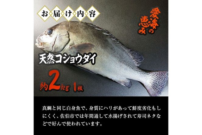 天然 コショウダイ (約2kg・1枚) 直送 産直 漁師 魚 鮮魚 天然 コショウタイ 鯛 白身魚 獲れたて 刺身 寿司 煮つけ 塩焼き 冷蔵 豊後水道 鮮魚 大分県 佐伯市 愛海の恵み【CS08】【 (有)丸昌水産】