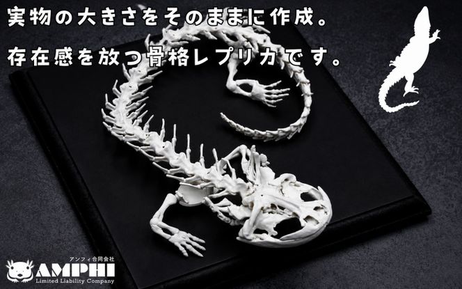 全身 骨格 レプリカ ヘルベンダー 原寸大 / 標本 コレクション プラモデル 実物大 動物標本 骨格 オオサンショウウオ フィギュア インテリア 模型 動物 両生類 爬虫類 博物館 頭蓋骨 ミニチュア オブジェ 3D プリント【anf949-gns-hel】