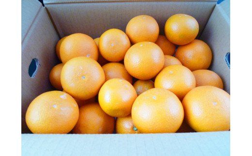  【先行予約】【ジューシー】 清見 オレンジ 5kg / 果物 フルーツ 甘い柑橘 和歌山 有田 ※2027年3月下旬頃〜4月下旬頃に順次発送予定（お届け日指定不可） 【uot011-r-5】