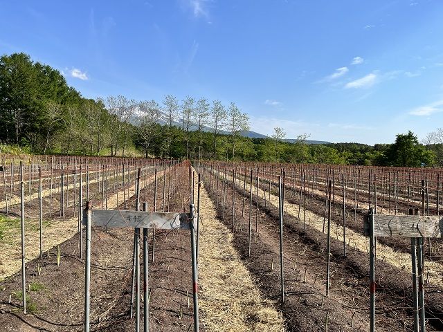 アスパラガス 先行予約 夏アスパラガス 約1.5kg+100g M～2L 混合 川田農園 アスパラ グリーンアスパラ 野菜 夏野菜 旬 旬の野菜 産地直送 2026年 2026 予約 青森 冷蔵 冷蔵配送 7月～9月発送