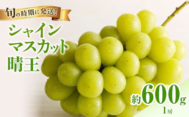 【2026年先行受付】 シャインマスカット 晴王 秀品 約600g 1房 岡山県産 ぶどう 葡萄 ブドウ 御中元 ギフト 御礼 プレゼント 御礼 御祝 御供 果物 くだもの フルーツ