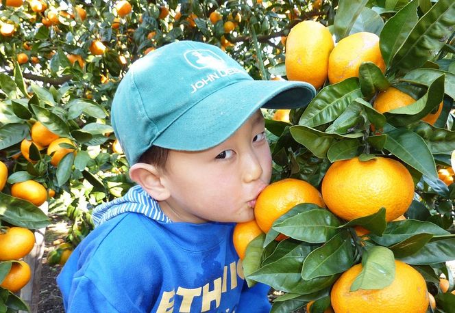 あきさわ園の土蔵熟成「蔵熟みかん」　10kg〈出荷時期:2025年12月1日出荷開始～2026年2月20日出荷終了〉【 みかん 神奈川県 小田原市 】 142069_BP002