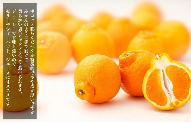 不知火 (しらぬい) 秀品 玉ぞろい 箱込 7.5kg (内容量約6.8kg)  和歌山県産 産地直送［みかんの会］ AX136