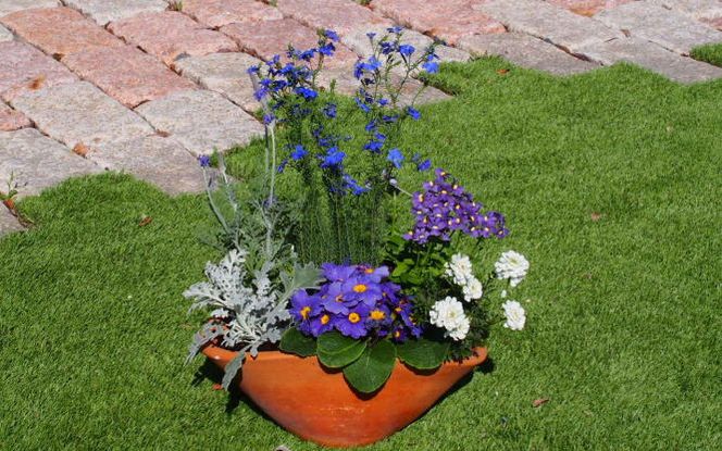 【母の日 ギフト】ブルー・パープルの 寄せ植え（舟形Mサイズ）1個（オンライン決済限定） 植物 