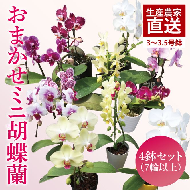 おまかせミニ胡蝶蘭（単鉢・7輪以上）4鉢セット【お花 花 コチョウラン 胡蝶蘭 蘭 贈り物 プレゼント 誕生日 お祝い 誕生日 母の日 父の日 敬老の日 鹿嶋市 茨城県】（KAR-7）
