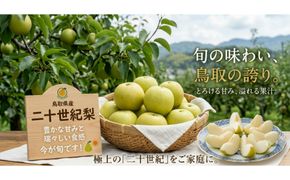 【先行予約】鳥取県産 二十世紀梨 3kg(8〜12玉) 良品 ご家庭用 / 梨 なし 青梨 和梨 2026年9月発送 フルーツ 312011_GN001