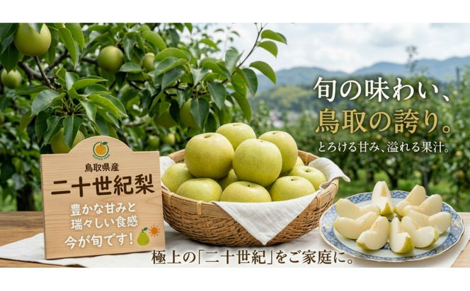 【先行予約】鳥取県産 二十世紀梨 3kg(8〜12玉) 良品 ご家庭用 / 梨 なし 青梨 和梨 2026年9月発送 フルーツ 312011_GN001