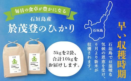 石垣島産 於茂登(おもと)のひかり 10kg みやぎ米屋【 日本一早い新米の産地 石垣 米 お米 産地直送 旬 しきゆたか 沖縄県 石垣市 】MK-2
