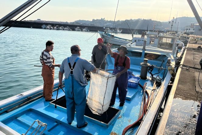 しらす 訳あり お船出 釜揚げしらす 250g 4p 計 1kg [お船出ちりめん村上屋 宮崎県 日向市 452061049] 小分け シラス 釜揚げ 冷凍 じゃこ ジャコ 訳アリ 赤腹 太筋