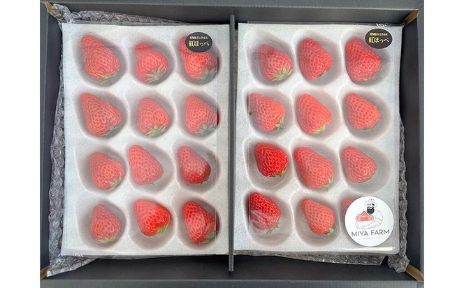 【先行予約】MIYAFARM いちご（品種：べにほっぺ）12粒入り×4パック 合計 48粒 ※北海道・沖縄・離島への配送不可 ※2027年1月中旬～5月下旬頃に順次発送予定
