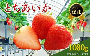 【先行予約】いちご市 鹿沼の美味しい「い」「ち」「ご」とちあいか 1箱4パック入り（1パック270g×4）（2月発送） ｜ イチゴ フルーツ 果物 甘い うまい 日本一 品質 ビタミンC かぬま ※沖縄・離島への配送不可 ※2026年2月上旬～2月下旬頃に順次発送予定