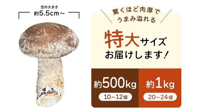 ＼選べる 内容量／ 産地直送！軸まで美味しい『軸王しいたけ』特大サイズ (約500g/約1kg) しいたけ 椎茸 シイタケ きのこ キノコ 野菜 軸が太い 軸まで食べられる 特大 肉厚 旨味 菌床 国産 ぷりぷり ステーキ 椎茸ステーキ 新鮮 BBQ バーベキュー バター焼き 網焼き きんぴら オイル漬け