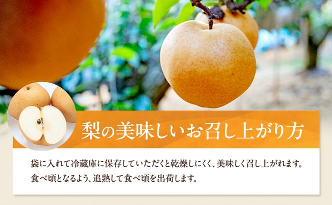 梨 2026年 先行予約 あたご梨 1玉 (約1.2kg) 化粧箱 【11月下旬～12月中旬頃発送】 ナシ なし 岡山県産 国産 フルーツ 果物 ギフト 石原果樹園