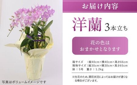 【 30セット 限定 】 デンファレ （ 洋蘭 ） 3本 立ち  《糸島》【和饗エコファーム株式会社】蘭 洋蘭 デンファレ 花 インテリア お祝い 贈り物 [AVI004]