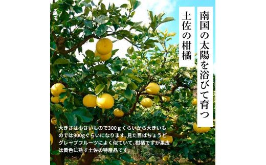 【CF-R7hbk】TKA045　先行予約 土佐の柑橘 土佐文旦 10kg 詰め合わせ ちょっと訳あり 文旦 ぶんたん ブンタン 柑橘 高知県 高知 返礼品 故郷納税 20000円 果物 くだもの フルーツ お取り寄せ 美味しい おいしい ご家庭用 ご自宅用 規格外サイズ 傷 訳あり