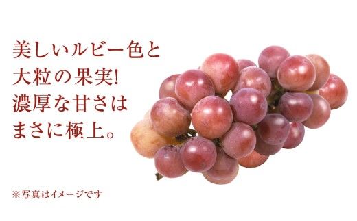 【 訳あり 】 ゴルビー 3kg 【2026年8月中旬発送開始】(茨城県共通返礼品：大子町) ぶどう 葡萄 ブドウ 果物 フルーツ 果実 ワケあり ご自宅用 ご家庭用 自分用