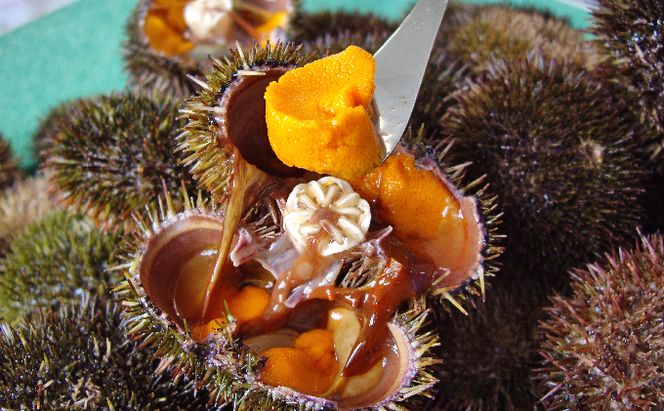 北海道 礼文島産 新鮮生うに エゾバフンウニ 40g ＆ 天然蒸しアワビ スライス2個［野崎水産］【 うに ウニ 雲丹 生うに バフンウニ あわび 鮑 蒸しあわび 天然 海鮮 】