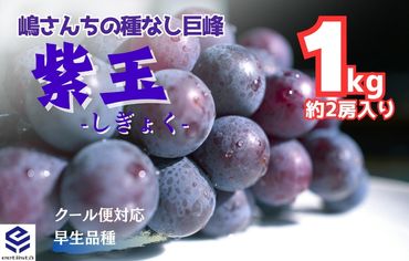紫玉(しぎょく)　種あり巨峰系品種   1kg ( 約1～3房入 ) 和歌山県産 産地直送 クール便対応    EJ01