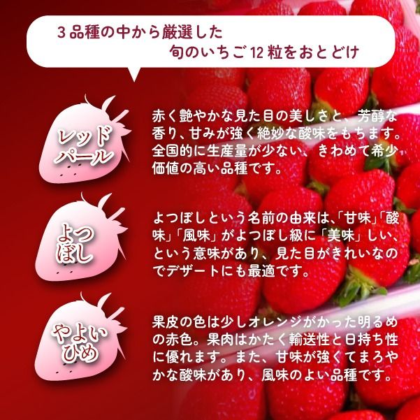 【生産者厳選】新鮮採れたて プレミアムいちご 12粒（苺 イチゴ いちご 大粒 フルーツ 2026 産地直送 贈答用 プレゼント 限定）
