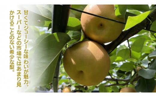 《 先行予約 》秋月 6～9玉 ( 約3kg ) 【 2026年8月下旬発送開始】 フルーツ 果物 なし ナシ 旬 新鮮 旬 期間限定 甘い 国産 [DV003us]