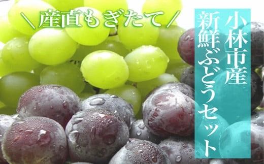 【C052・数量限定・先行受付】シャインマスカットと旬のぶどう　1.8kg（果実 フルーツ ぶどう マスカット 2024 先行予約 人気 限定 宮崎 小林市）