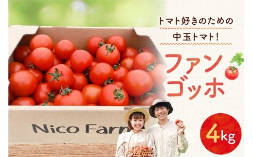 【先行予約2026年7月】トマト好き必見！食べ応え抜群！ファンゴッホ 4kg 肉厚中玉トマト 酸味と甘みのバランス_Y124-0027