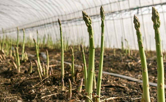 【2026年春発送】北海道 富良野産 アスパラガス M～2Lサイズ 約800g  ハウス栽培 (山本農園) 野菜 新鮮 直送 朝採り アスパラガス 道産 北海道 ふらの 