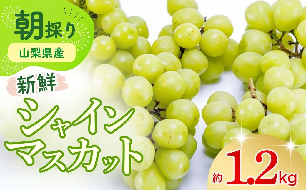 [2025年発送]土にこだわったシャインマスカット 1.2kg 2房以上 先行予約 山梨県産 朝採り 新鮮 シャインマスカット 国産 産地直送 人気 おすすめ 贈答 ギフト お取り寄せ フルーツ 果物 くだもの ぶどう ブドウ 葡萄 新鮮 甘い 皮ごと 甲斐市 BI-5