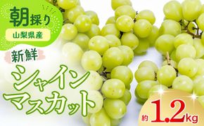 【2025年発送】土にこだわったシャインマスカット 1.2kg 2房以上 先行予約 山梨県産 朝採り 新鮮 シャインマスカット 国産 産地直送 人気 おすすめ 贈答 ギフト お取り寄せ フルーツ 果物 くだもの ぶどう ブドウ 葡萄 新鮮 甘い 皮ごと 甲斐市 BI-5