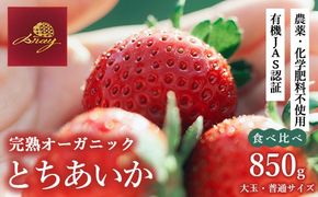 完熟オーガニックとちあいか 大玉・普通サイズ食べ比べ ※2025年12月中旬～2026年4月中旬頃に順次発送予定