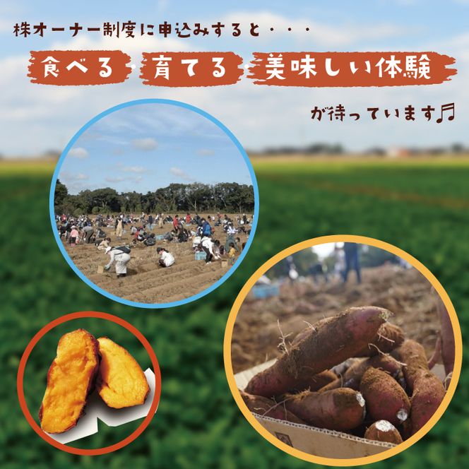 【早割B1プラン】2026年度おいも株オーナー制度 1口｜さつまいも 芋 サツマイモ お芋 おいも株 株 オーナー いばらきゴールド 米 お米 らぽっぽファーム 体験 農園 茨城県 行方市(CQ-6-1)
