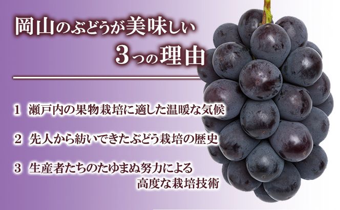 ぶどう 2026年 先行予約 ニュー ピオーネ 大粒 大房 2房 合計1.3kg以上 ブドウ 葡萄 岡山県 赤磐市産 国産 フルーツ 果物 ギフト 赤坂青空市 果物類 