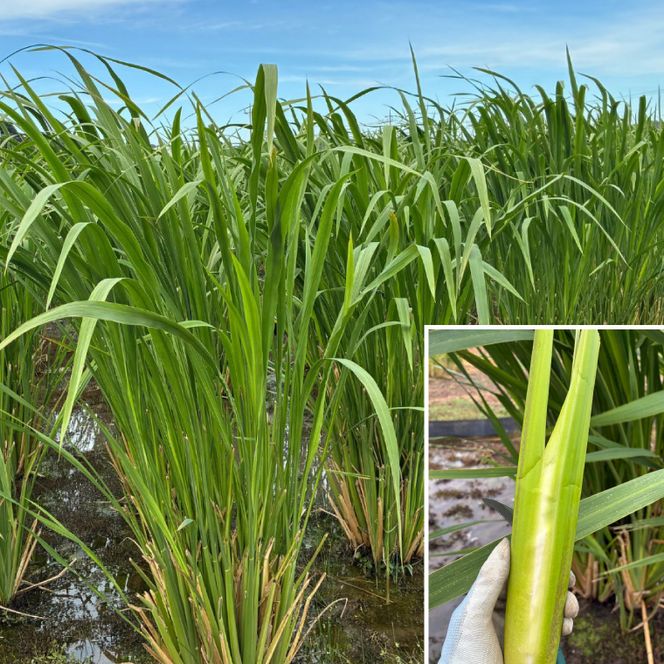 御船餃子（70個入り）【マコモタケ ぎょうざ ギョウザ 焼き餃子 水餃子 冷凍 小分け パック 茨城県 鹿嶋市 ふるさと納税】（KNO-1）