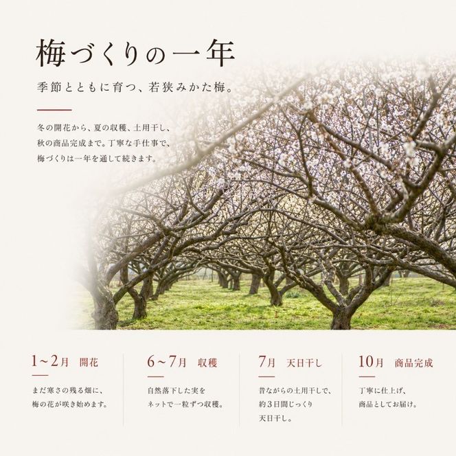 【訳あり】大入り梅干し130g×3袋 合計 390g 【保存容器付き】 発酵食品 昔ながらの梅干し すっぱい しそ漬け 塩分18％ Lサイズ 紅映梅を使用 福井県の特産 訳ありはパッケージ変更のため
