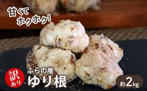 【2026年秋冬発送】甘くてホクホク！北海道富良野産 訳あり ゆり根【2kg】野菜 新鮮 直送