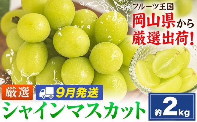 【9月発送】シャインマスカット 約2kg(3-5房)《2026年9月上旬-9月末頃出荷》岡山県 笠岡市 シャインマスカット 厳選 ぶどう ブドウ 葡萄 マスカット 果物 フルーツ ギフト---kasaoka_zsy_419_2000-9m---
