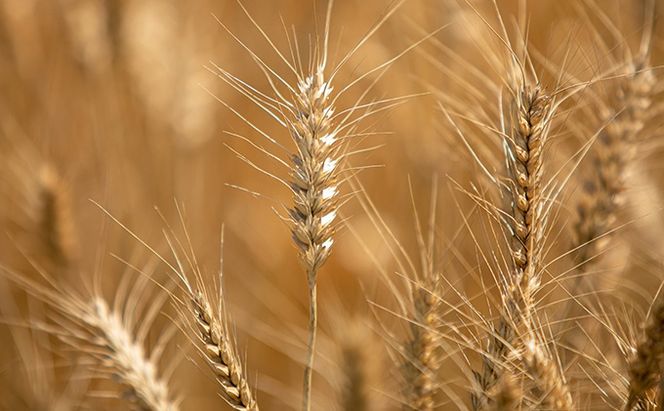 冷凍 かけ うどん 200g×10袋（出汁×10袋つき）備前福岡 一文字うどん 麺類 小麦製品 時短 簡単 調理 お昼 夕飯 ランチ 休日 挽きたて 小麦粉 ストレート 出汁セット 鍋 しめ 