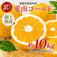 木成り 追熟 訳あり 愛南ゴールド 9kg+傷み保証分1kg 合計約10kg 河内晩柑 柑橘 フルーツ 果物 蜜柑 みかん くだもの mikan 家庭用 傷 不揃い 樹上 熟成 サイズミックス かわち ばんかん かんきつ 和製 グレープフルーツ デザート 果実 果汁 甘い ジューシー おいしい 特産品 国産 農園 直送 産地 直送 資格 大学 イノベーター エニシトラス 愛媛県 愛南町 
