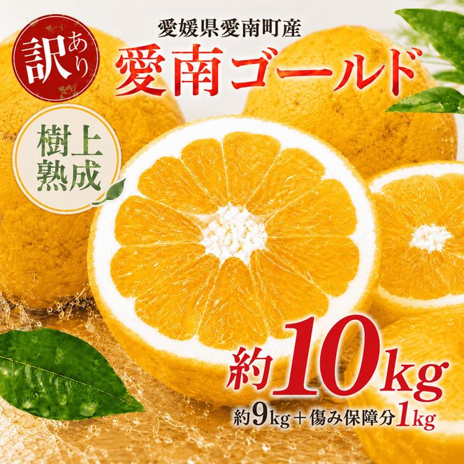 木成り 追熟 訳あり 愛南ゴールド 9kg+傷み保証分1kg 合計約10kg 河内晩柑 柑橘 フルーツ 果物 蜜柑 みかん くだもの mikan 家庭用 傷 不揃い 樹上 熟成 サイズミックス かわち ばんかん かんきつ 和製 グレープフルーツ デザート 果実 果汁 甘い ジューシー おいしい 特産品 国産 農園 直送 産地 直送 資格 大学 イノベーター エニシトラス 愛媛県 愛南町 