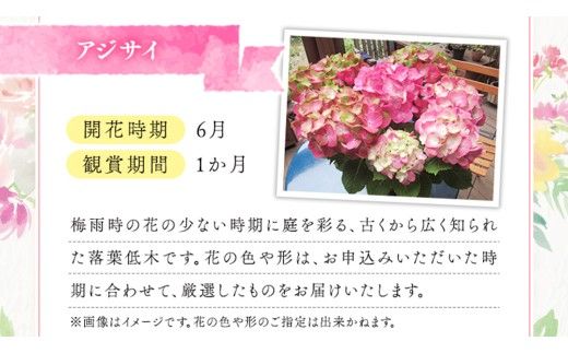 ≪先行予約≫アジサイ 【 おまかせ 1点 】【2026年4月上旬頃より発送開始】 植物 花 インテリア フラワー 紫陽花 お花 園芸 初夏 梅雨 ガーデニング 母の日 [BG007us]