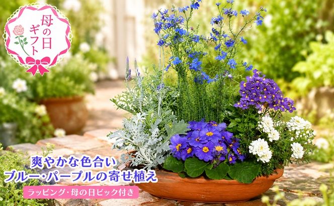 2027年【母の日 ギフト】ブルー・パープルの 寄せ植え（舟形Mサイズ）1個（オンライン決済限定） 植物 