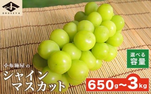 シャインマスカット 約650g 約1.1kg 約1.4kg 約2kg 約3kg 選べる内容量 ［小布施屋］ フルーツ 果物 くだもの ぶどう 葡萄 ブドウ 数量限定 クール便配送 長野県産 産地直送 先行予約 送料無料 2026 2026年発送 令和8年産 【2026年9月下旬～11月上旬発送】