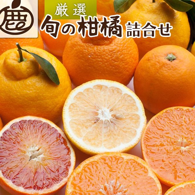 ＜1月より発送＞厳選 柑橘詰合せ7.5kg+250g（傷み補償分）◇｜有田の春みかん詰め合わせ・フルーツ詰め合せ・オレンジつめあわせ【光センサー選別】