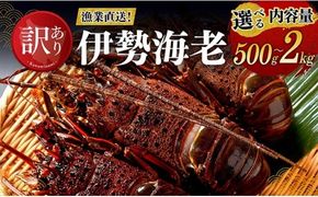 ※内容量が選べる※ 【訳あり！】【漁協直送！】冷凍伊勢海老 【 伊勢海老 イセエビ 訳あり 魚介 】 [B01707 B01708 B01709]