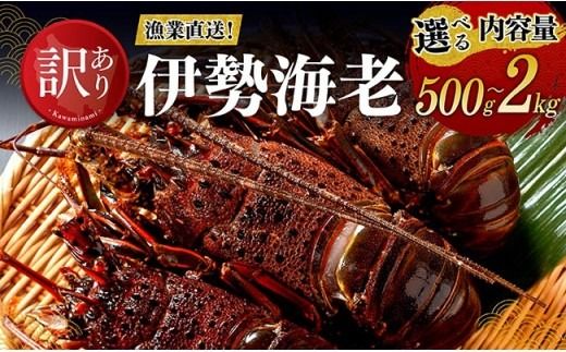 ※内容量が選べる※ 【訳あり！】【漁協直送！】冷凍伊勢海老 【 伊勢海老 イセエビ 訳あり 魚介 】 [B01707 B01708 B01709]