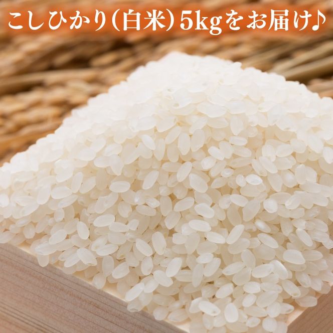＼先行予約・12月発送／山﨑観光農園のお米　コシヒカリ　白米5kg｜栃木県 益子町 ふるさと納税 お米 米 白米 精米 5kg（AU014-12）